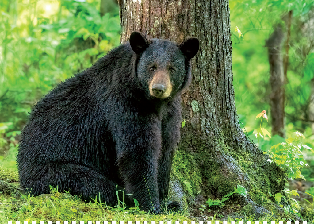 2027 Great Smoky Mountains National Park Calendar