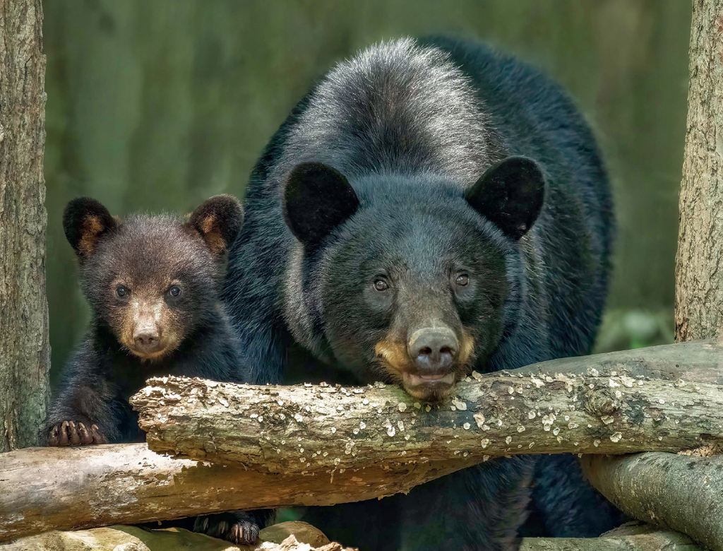 2026 Great Smoky Mountains National Park Calendar