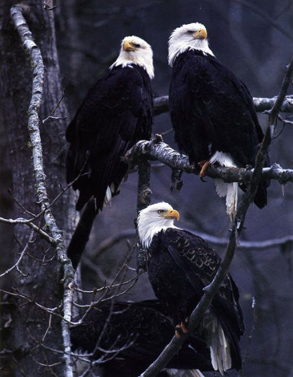 Meeting of the Elders