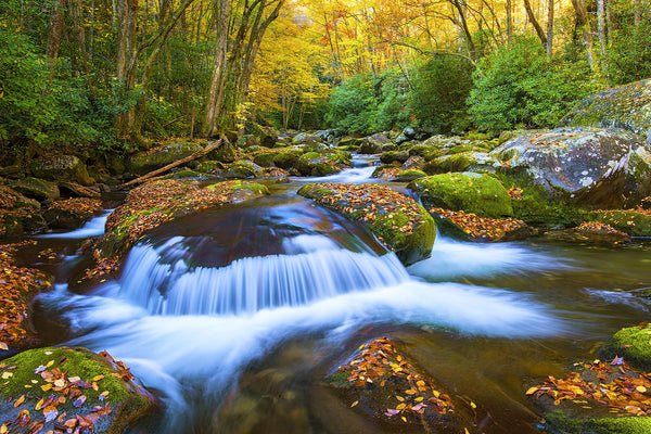 Big Creek Autumn Glory