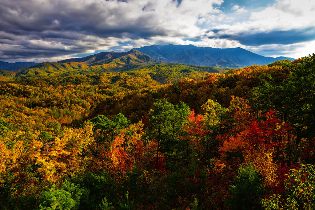Stretching Toward LeConte- Great Smoky Mtns
