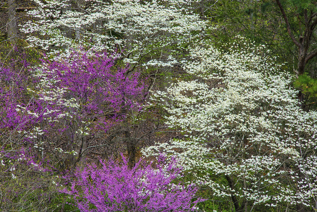 Springtime Patchwork-Dogwood & Redbud