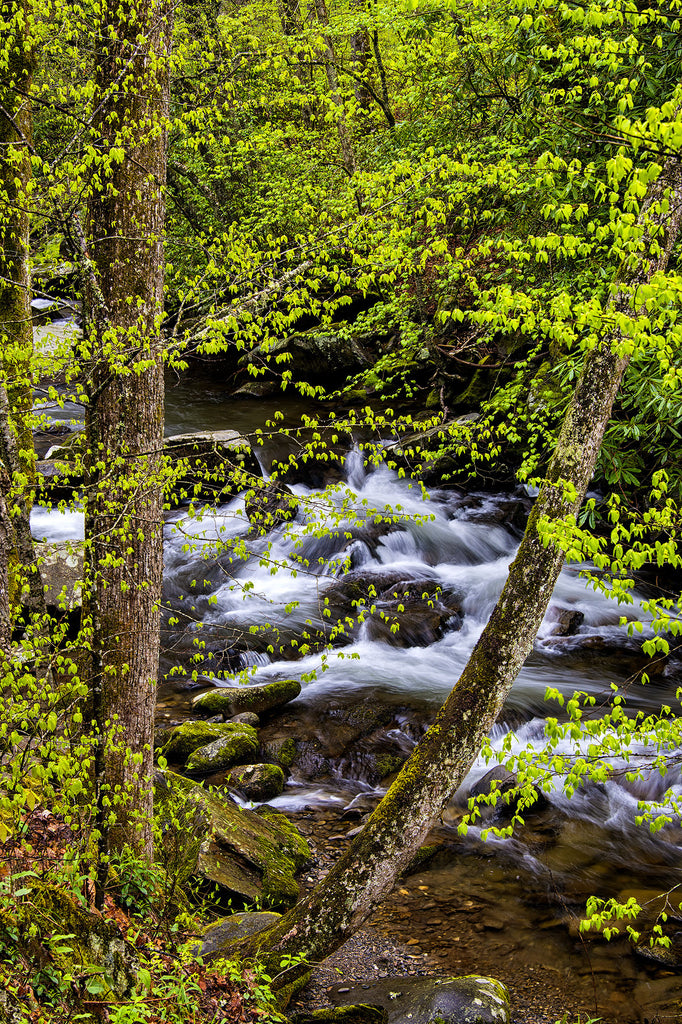 Beauty Over Oconoluftee- Great Smoky Mtns
