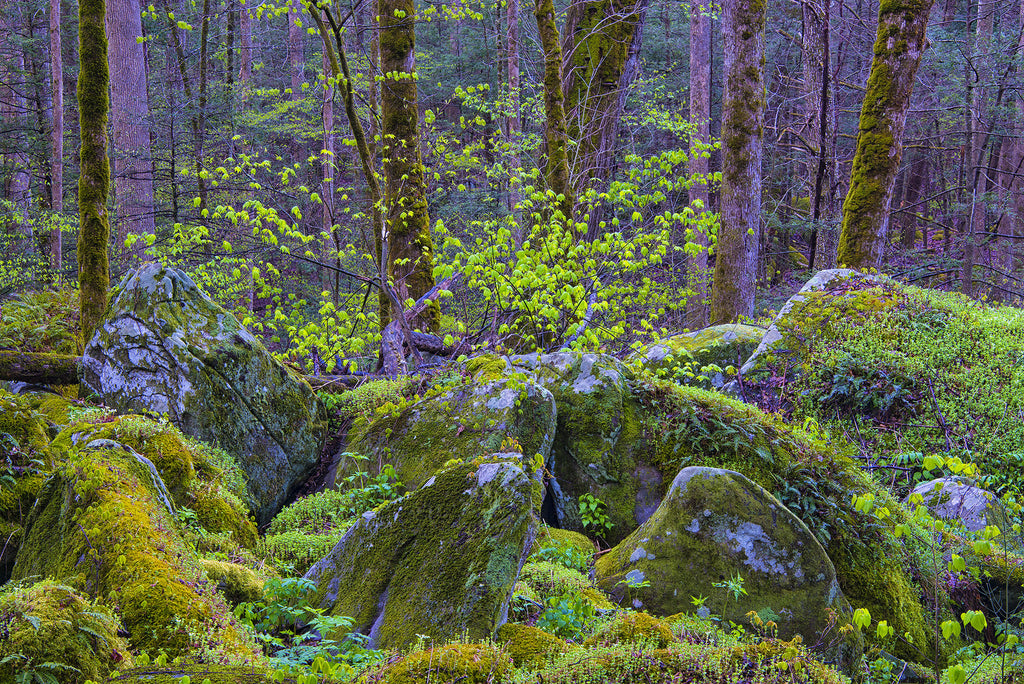 Early Greens Along Ramsey Prong- GSM
