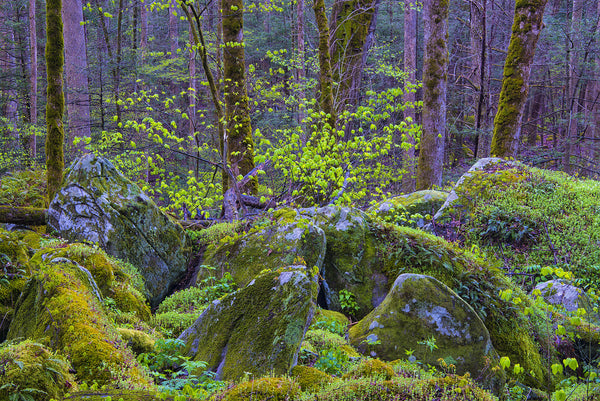 Early Greens Along Ramsey Prong- GSM