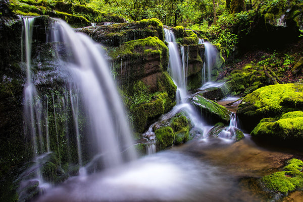 Lush Little Laurel- Greenbrier