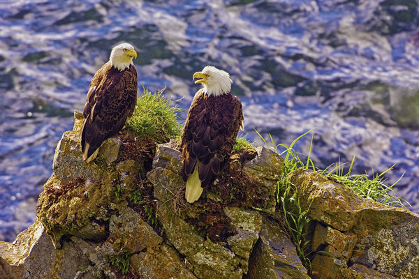 Eagle Talk On A Sea Stack