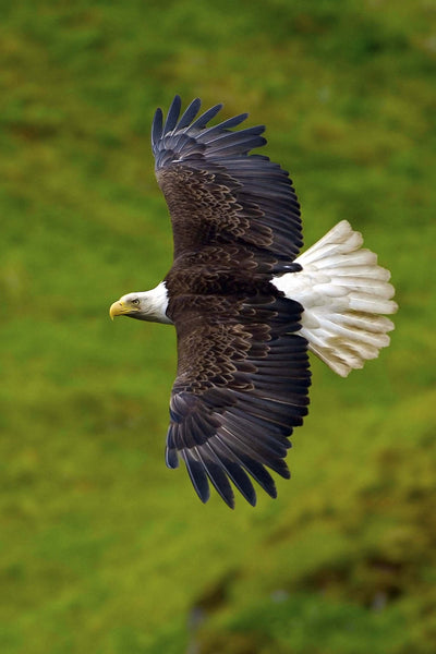 Soaring On An Unseen Wind- Bald Eagle