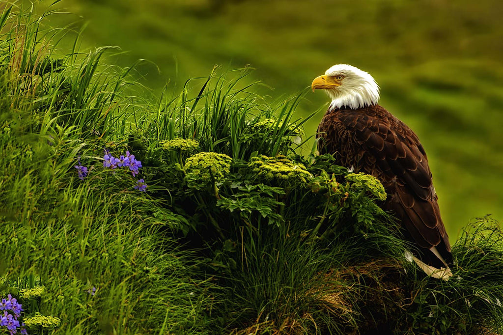 Pausing To Rest Beside the Sea- Bald Eagle