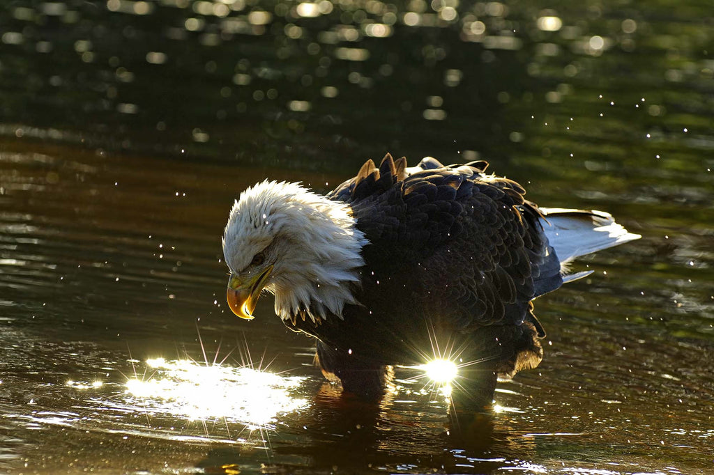 The Man In the Mirror- Bald Eagle