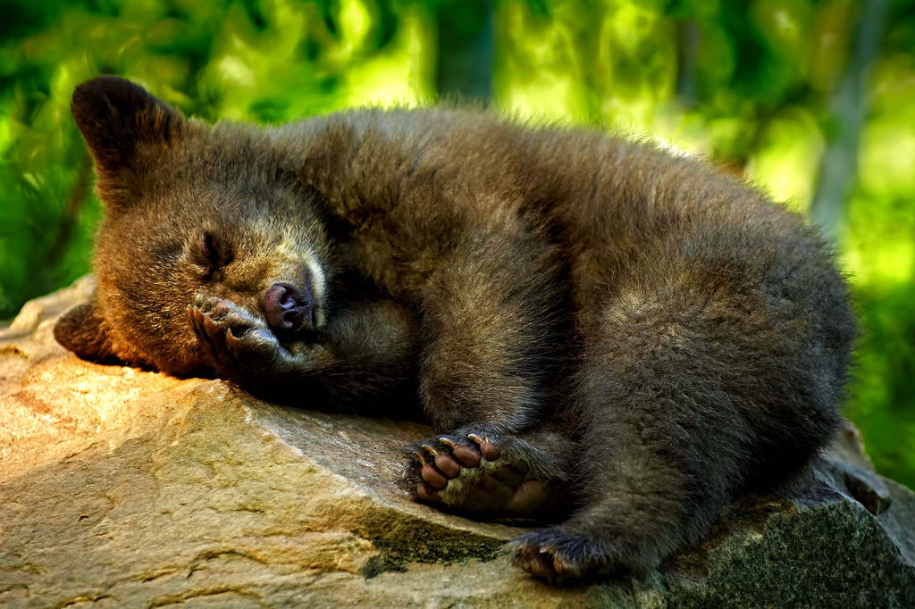 Cradle In the Forest- Black Bear Cub