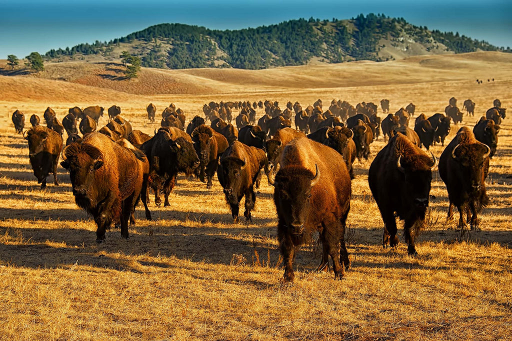 South Dakota Thunder- Bison
