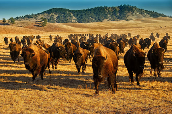 South Dakota Thunder- Bison