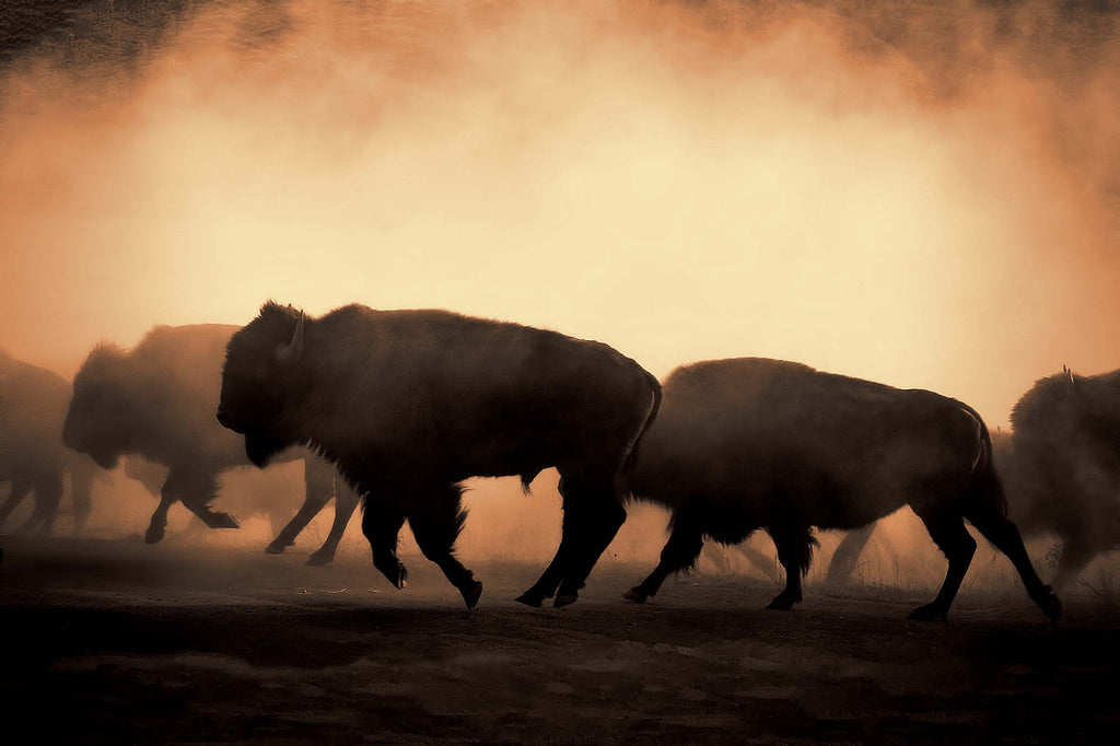 Morning Fire On the Plains- Bison