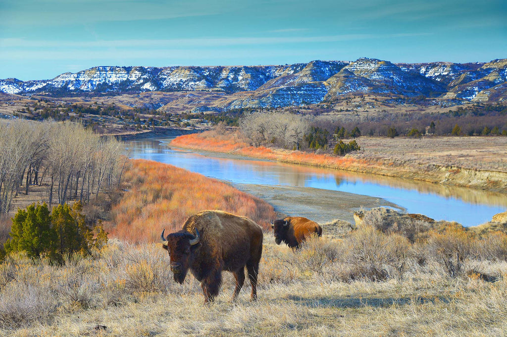 Sentinels of the Missouri River- Bison