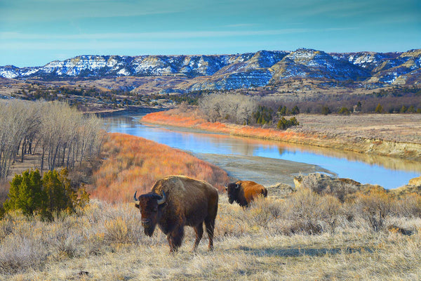 Sentinels of the Missouri River- Bison
