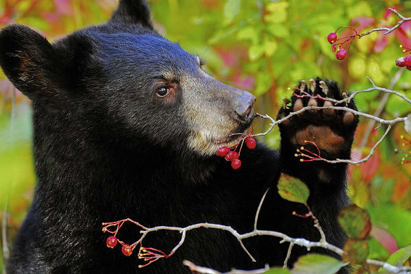 Yearling Berry Picker- Black Bear