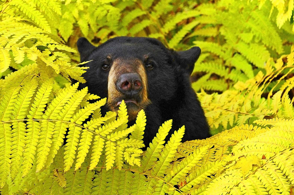 Napping In a Fern Colony