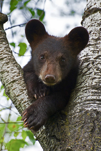 From the Window Up Above- Black Bear