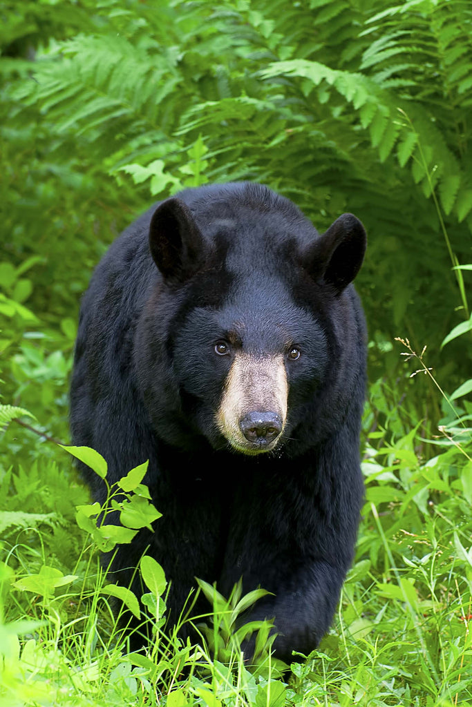 Healthy In His Habitat- Black Bear