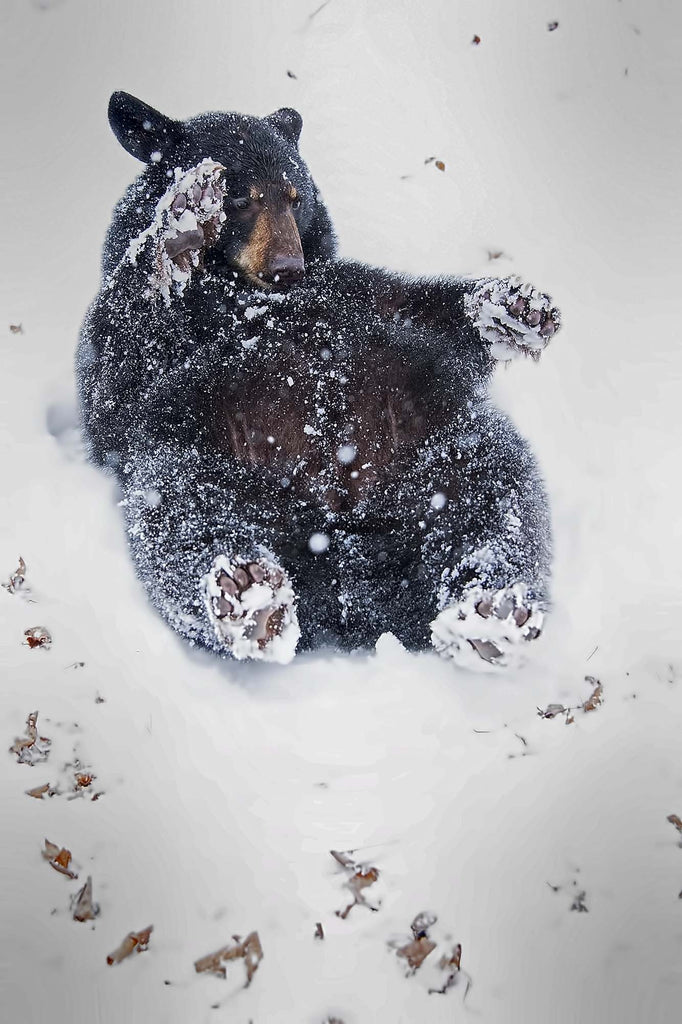 Unintended Free Ride- Black Bear