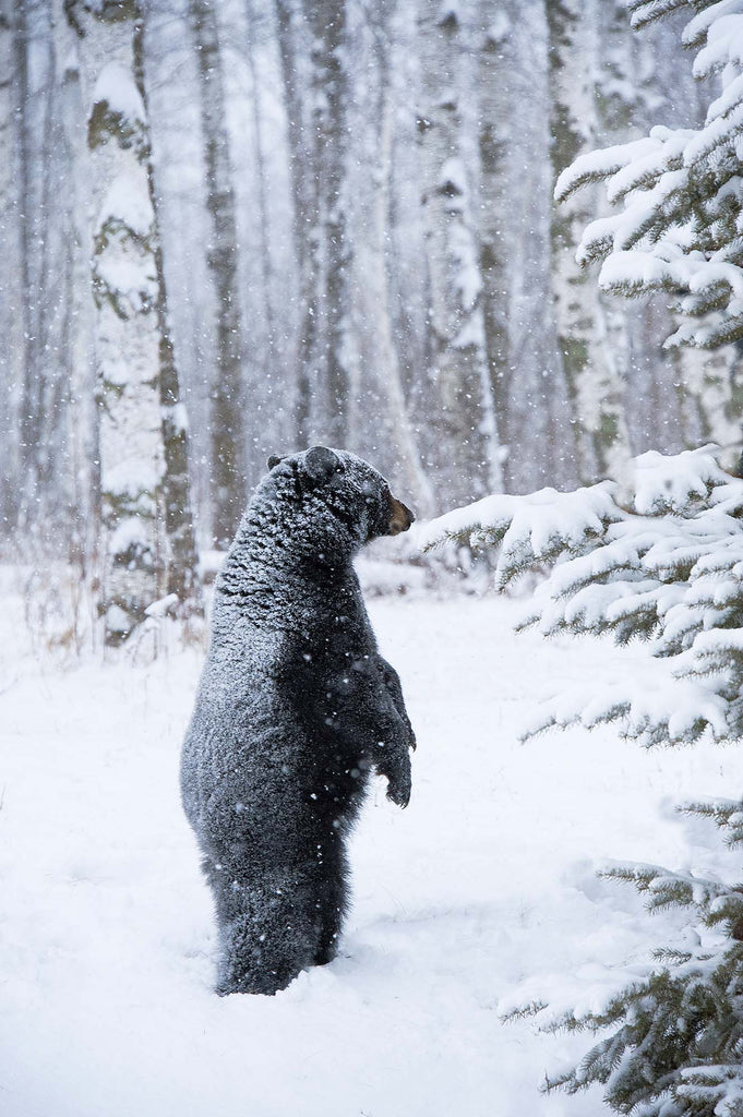 Never Lose the Wonder- Black Bear