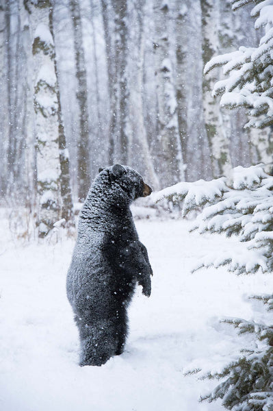 Never Lose the Wonder- Black Bear