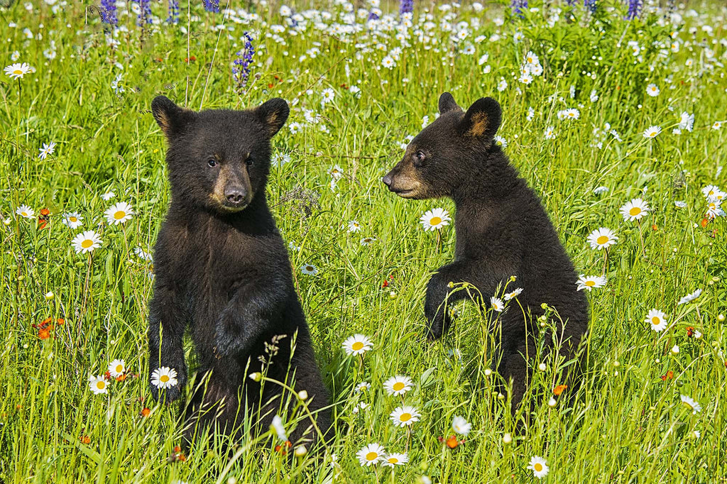 Morning Afield- Black Bear Cubs