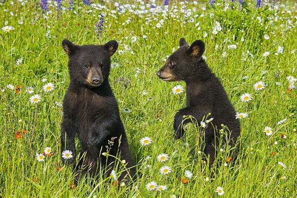 Morning Afield- Black Bear Cubs