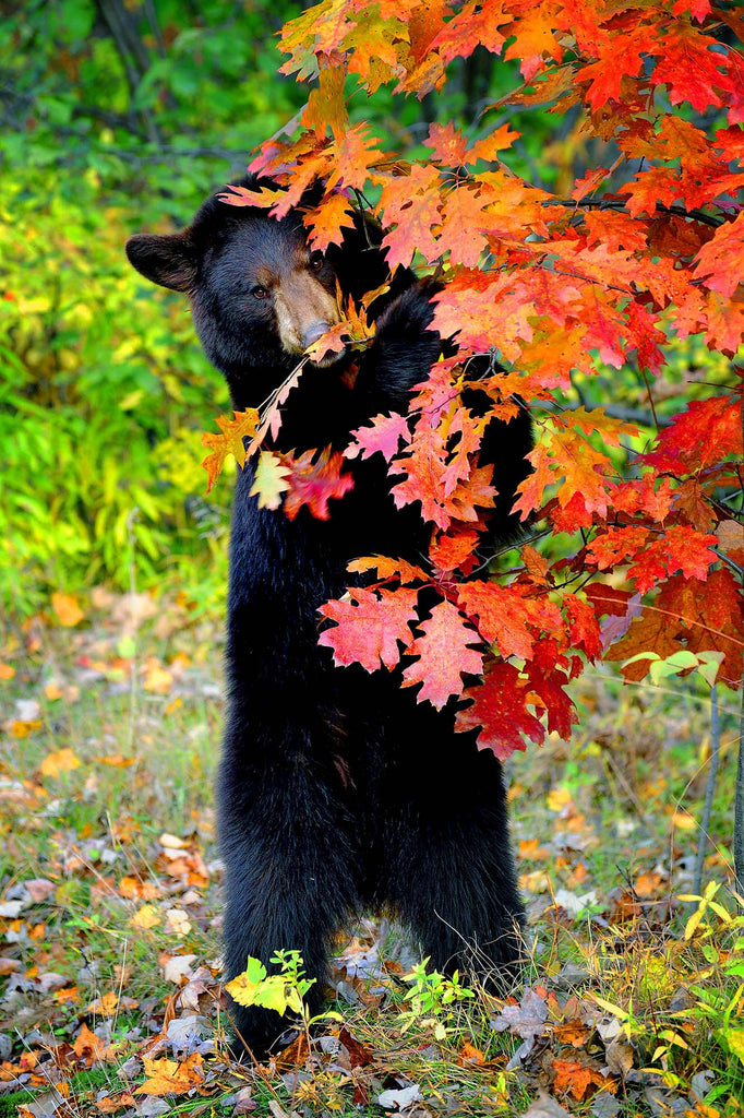 Shy Youngster In Autumn Oak- Black Bear