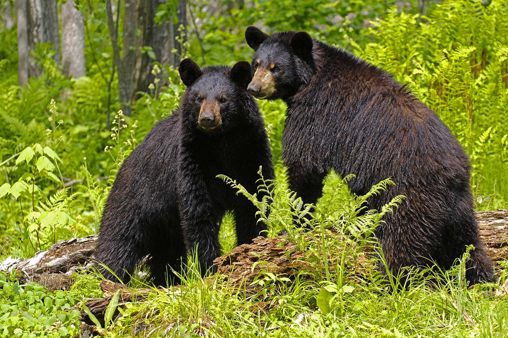 Two Friends- Black Bear