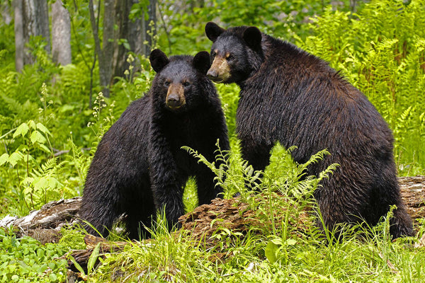 Two Friends- Black Bear
