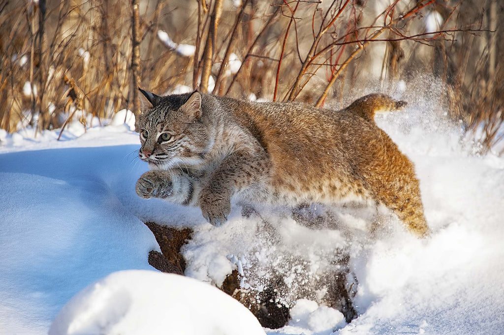 The Chase Is On- Bobcat