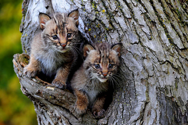 A Big New World- Bobcat Kittens