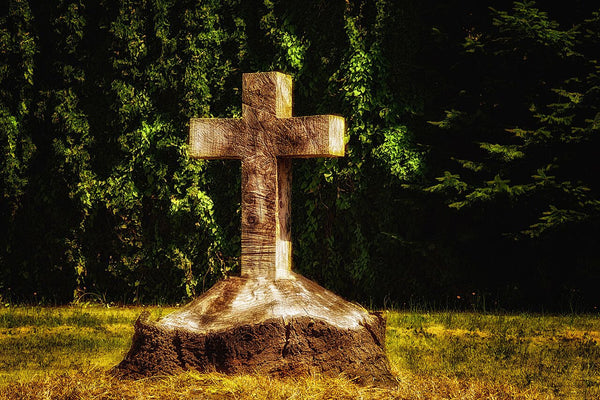 Hope From A Fallen Tree- Washington