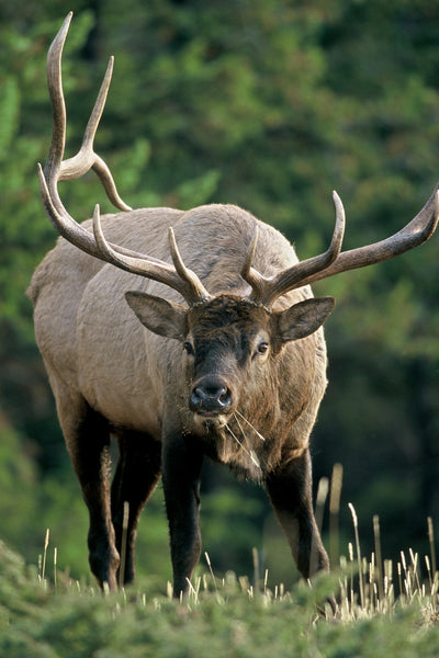 "Ready For The Challenge" - Bull Elk