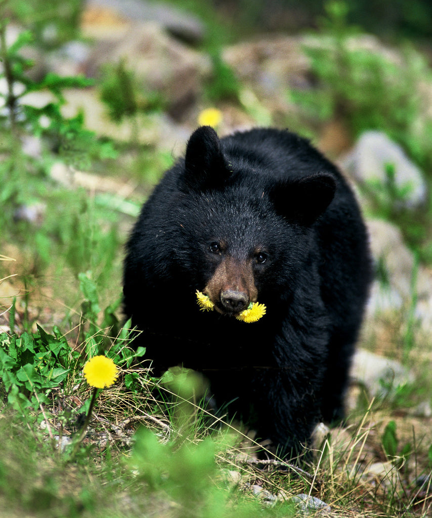"Dining on Dandelions" - Black Bear