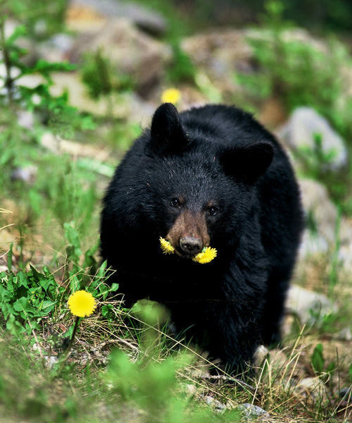 "Dining on Dandelions" - Black Bear