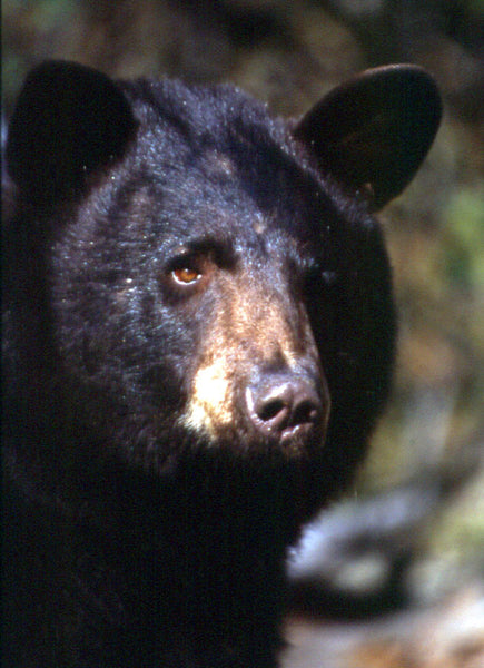 Wildlife Lithographs