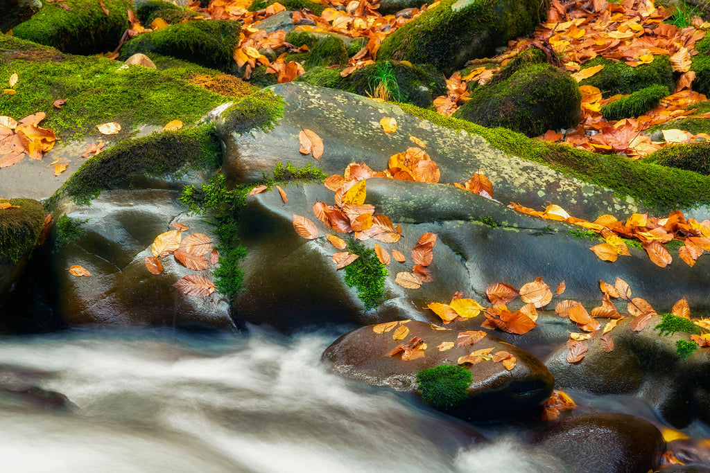 Autumn Decor On Raven Fork- Great Smoky Mtns