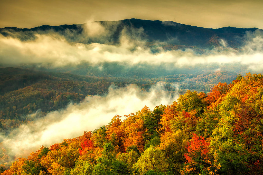 Beauty of A Cosby Morning- Great Smoky Mtns