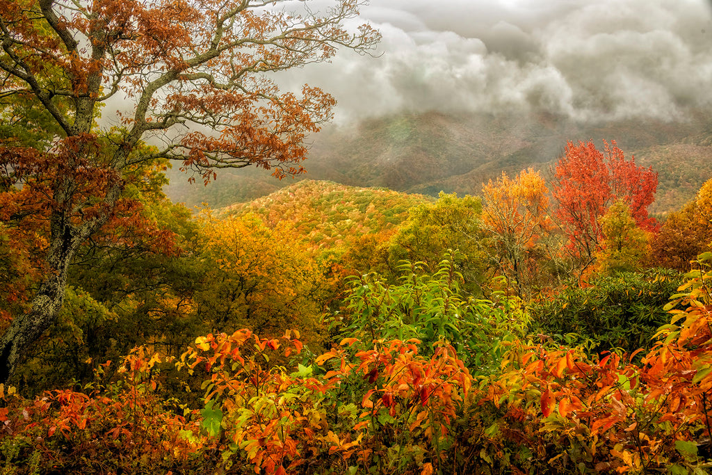 Peak of Autumn Beauty- GSM
