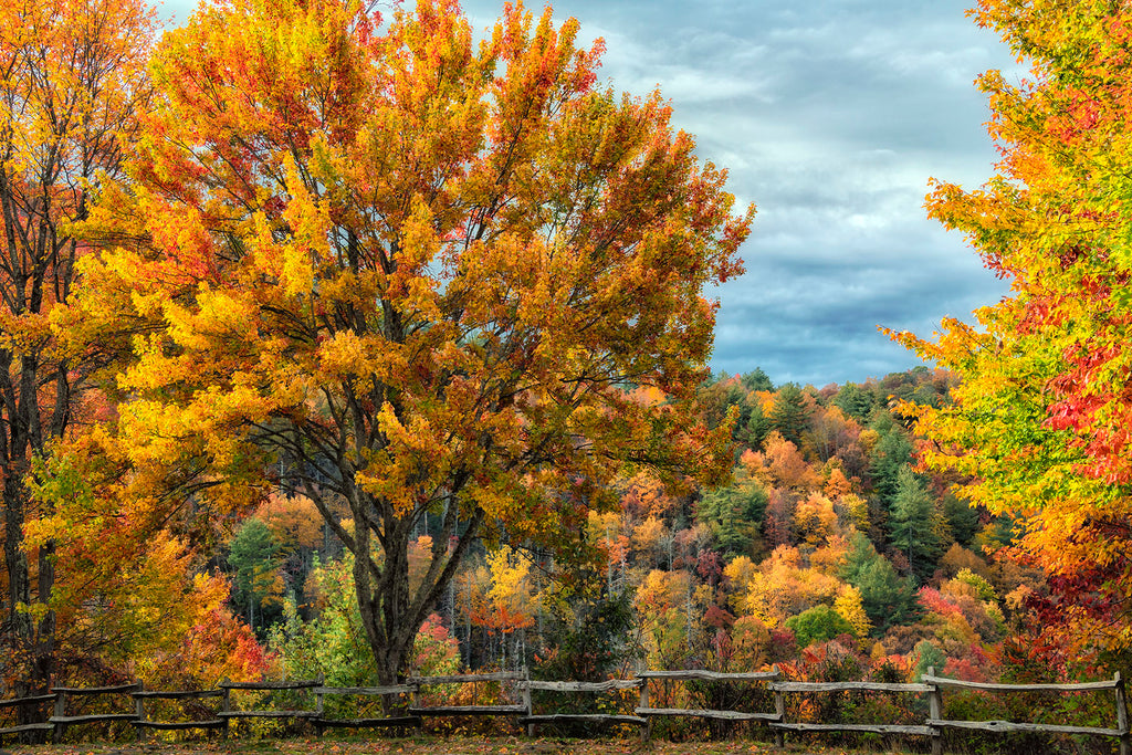 Cataloochee Colors- Great Smoky Mtns