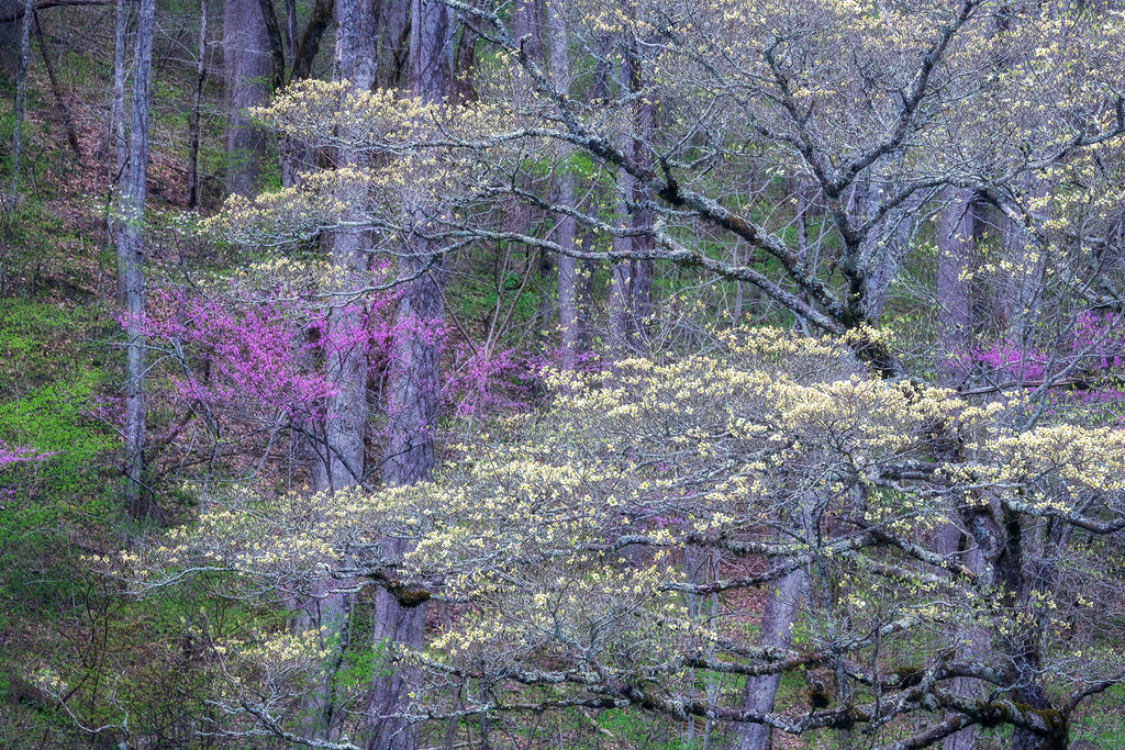 Springtime Blend of Beauty- Redbud & Dogwood