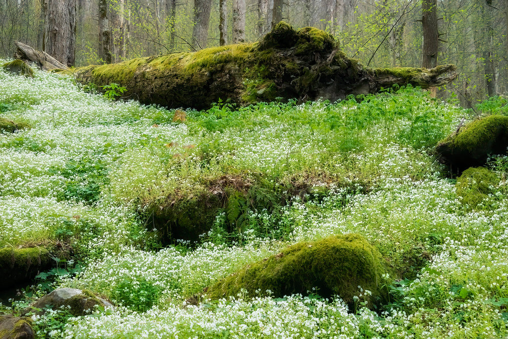April Carpet Along Cove Hardwood Trail- GSM