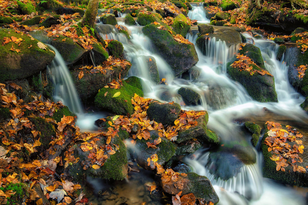 Autumn Scattering On Straight Fork- GSM