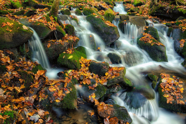 Autumn Scattering On Straight Fork- GSM