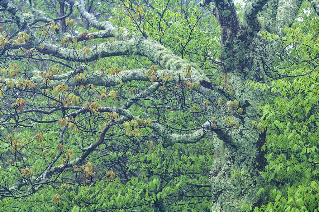 Ancient Arms In Mountain Mists- GSM