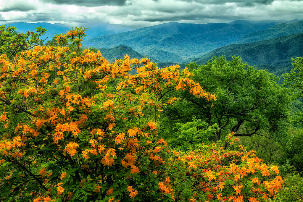 Flame Azalea Display Near Balsam Mountain- GSM