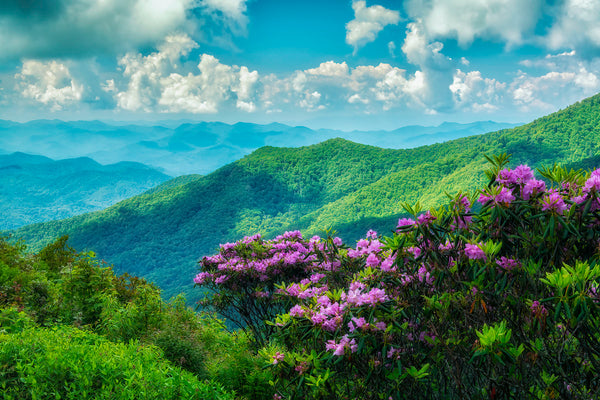 Catawba Rhododendron In the High Country- GSM